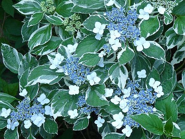 Hydrangea macrophylla variegata